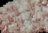 Pink Halite Crystal Plate - Trona, California #61056-2